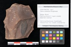 Foto (Objekt + Etikett) von Quercus palaeoilex Ettingshausen (NHMW-GEO-2024-0188-0798)